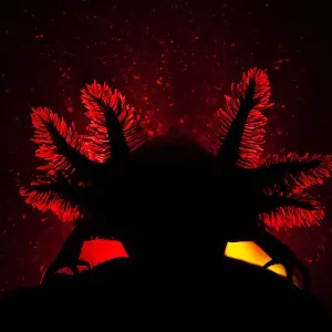 Axolotl Print: Backlit Image of Gills Axolotl Print: Backlit Image of Gills