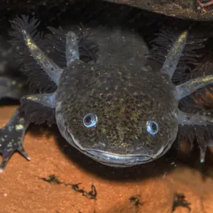 Axolotl (Ambystoma mexicanum) cautivo, ocurre en México. Axolotl (Ambystoma mexicanum) cautivo, ocurre en México.