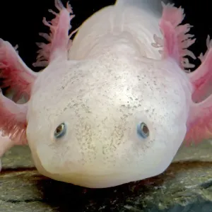 Axolotl (Ambystoma mexicanum), white or leucistic form, neotenic salamander