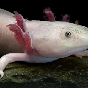 Axolotl / Mexican salamander (Ambystoma mexicanum), white or leucistic form, critically