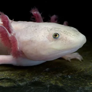 Axolotl / Mexican salamander (Ambystoma mexicanum), white or leucistic form, critically