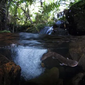 Axototl (Ambystoma mexicanum) swimming in pond, Mexico Axototl (Ambystoma mexicanum) swimming in pond, Mexico