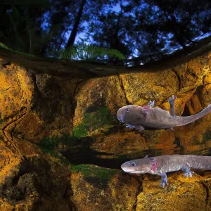 Axolotl Print: Nighttime Pond Reflection Axolotl Print: Nighttime Pond Reflection