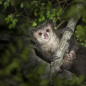 Aye-aye (Daubentonia madagascariensis) after emerging from its nest at dusk. Near Daraina