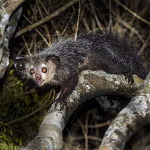 Aye-aye (Daubentonia madagascariensis) adult active and foraging in forest canopy at