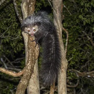 Aye-aye (Daubentonia madagascariensis) adulto activo y forrajear en la copa de la selva a. Aye-aye (Daubentonia madagascariensis) adulto activo y forrajear en la copa de la selva a.