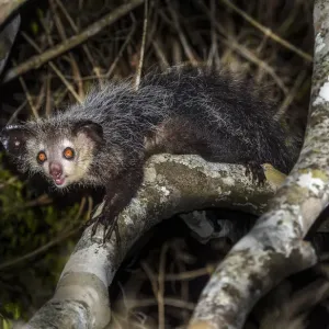 Aye-aye (Daubentonia madagascariensis) adult active and foraging in forest canopy Aye-aye (Daubentonia madagascariensis) adult active and foraging in forest canopy