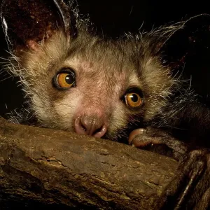 Aye-aye (Daubentonia madagascariensis) extracting beetle grubs from wood. Endemic to Madagascar Aye-aye (Daubentonia madagascariensis) extracting beetle grubs from wood. Endemic to Madagascar
