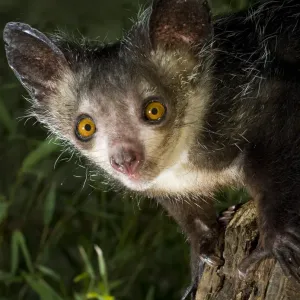 L'aye-aye (Daubentonia madagascariensis) estrae le larve di coleotteri dal legno. Endemico del Madagascar. Fotografato in condizioni controllate presso il Durrell Wildlife Conservation Trust, Jersey, Regno Unito. In cattività. L'aye-aye (Daubentonia madagascariensis) estrae le larve di coleotteri dal legno. Endemico del Madagascar. Fotografato in condizioni controllate presso il Durrell Wildlife Conservation Trust, Jersey, Regno Unito. In cattività.