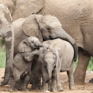 Baby African elephants (Loxodonta africana) of various ages playing together, Addo national park