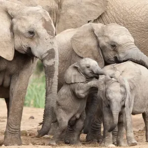 Baby African Elephants Playing Together Print Baby African Elephants Playing Together Print