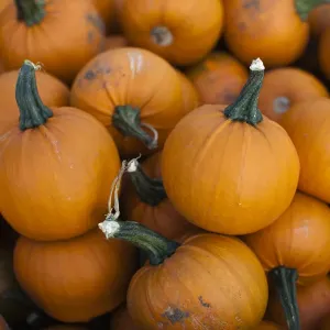 Baby bell pumpkins (Cucurbita maxima) close up shot, UK Baby bell pumpkins (Cucurbita maxima) close up shot, UK