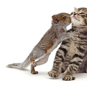Baby Grey Squirrel (Sciurus carolinensis) kissing a tabby kitten