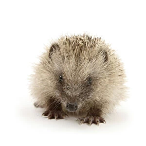 Baby Hedgehog (Erinaceus europaeus), against white background