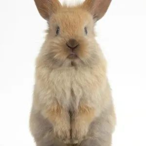 Baby Lionhead cross Lop rabbit, standing Baby Lionhead cross Lop rabbit, standing