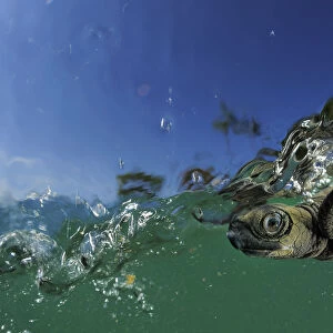 Baby Olive Ridley sea turtle (Lepidochelys olivacea) struggles against the swell