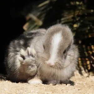 Kaninchenbaby mit Hinterpfote erhoben auf Okunoshima-Inseln in der Stadt Takehara im Landkreis Hiroshima
