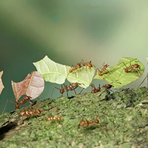 Bachacs / Leafcutter ants {Atta cephalotes} carrying sections of Cocoa leaf bearing