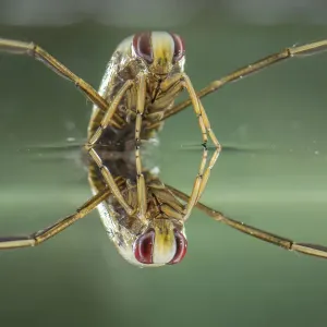Backswimmer Print: A Resting Notonecta glauca at Water Surface, Europe Backswimmer Print: A Resting Notonecta glauca at Water Surface, Europe