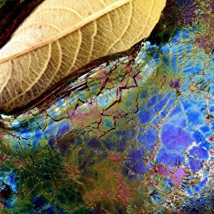 Bacteria (Lepthotryx discophora) causing iridescent patterns and White willow tree leaf