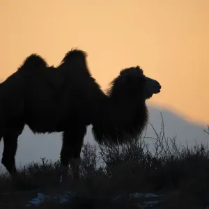 Bactrian Camel Print at Sunset