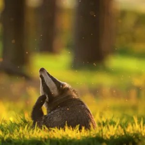 Badger (Meles meles) adult, backlit at sunset, scratching its ears, Derbyshire, UK, May