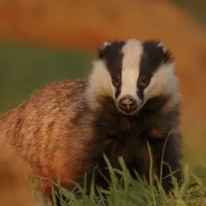 Badger (Meles meles) adult in evening light, Derbyshire, UK. 2020VISION Book Plate Badger (Meles meles) adult in evening light, Derbyshire, UK. 2020VISION Book Plate