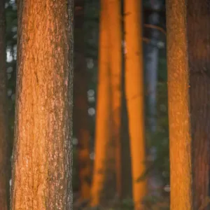 Badger (Meles meles) adult in pine forest at sunset, Derbyshire, UK, June