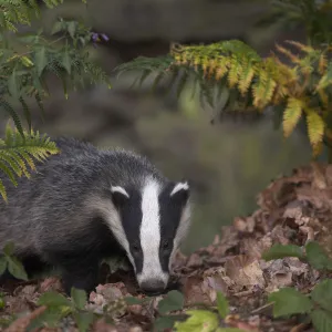 Badger (Meles meles) in autumn woodland. Leicestershire, UK, July