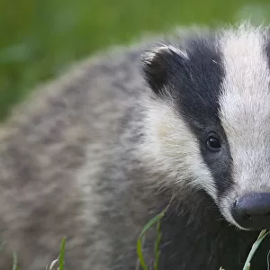 Badger (Meles meles) cub, Dorset, England, UK, July