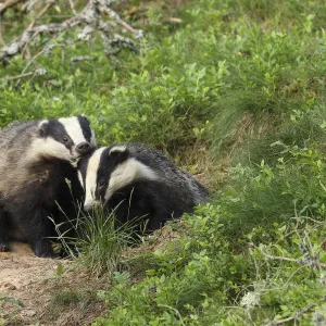 Badger (Meles meles), cub pulling the ear of sibling, June, Scotland, UK. August