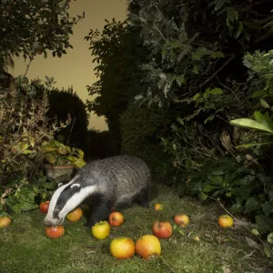 Badger (Meles meles) eating apples in urban garden. Sheffield, England, UK. October