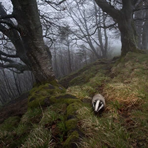 Badger (Meles meles) foraging in woodland on edge of forest, Black Forest, The Black Forest