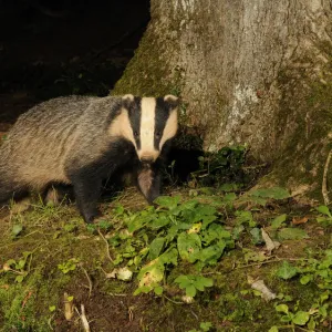 Badger (Meles meles) standing at base of tree at night, Mid Devon, England, August