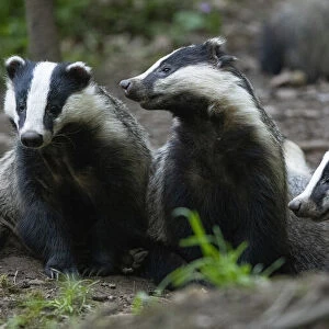 Badgers (Meles meles) at sett entrance, interacting, Vosges, France, May