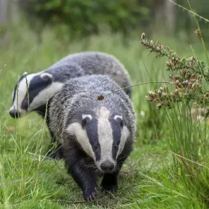 Print of Two Badgers walking along a grassy path in Cornwall, UK Print of Two Badgers walking along a grassy path in Cornwall, UK