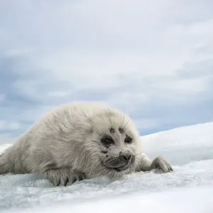 Baikal seal (Pusa sibirica) pup on ice, endemic species. Lake Baikal, Russia, April Baikal seal (Pusa sibirica) pup on ice, endemic species. Lake Baikal, Russia, April