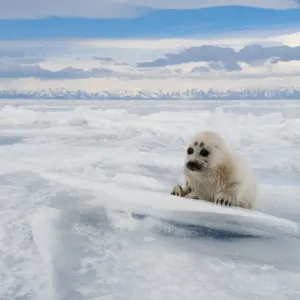 Baikal seal (Pusa sibirica) pup on ice, endemic species. Lake Baikal, Russia, April Baikal seal (Pusa sibirica) pup on ice, endemic species. Lake Baikal, Russia, April