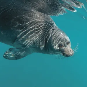 Baikal seal (Pusa sibirica) underwater, endemic to Lake Baikal, Siberia, Russia. July