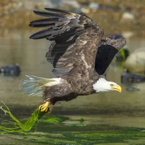 Bald eagle (Haliaeetus leucocephalus) catching an Alewife (Alosa pseudoharengus) in Somes Sound