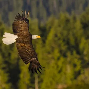 Bald eagle (Haliaeetus leucocephalus washingtoniensis), in flight at sunset, Vancouver Island