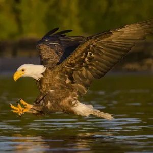 Bald eagle (Haliaeetus leucocephalus washingtoniensis) in flight fishing at sunset