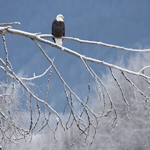 Bald eagle (Haliaeetus leucocephalus) perched on frost branch, Southeast Alaska. December