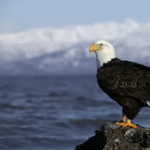 Bald Eagle (Haliaeetus leucocephalus) adult, winter, Kenai Peninsula, Alaska, USA