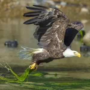 Bald Eagle Print: Somes Sound Alewife Catch Bald Eagle Print: Somes Sound Alewife Catch