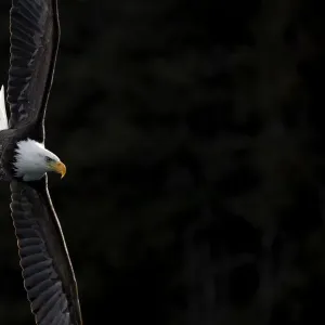 Bald eagle (Haliaeetus leucocephalus) in flight, Alaska, USA, February Bald eagle (Haliaeetus leucocephalus) in flight, Alaska, USA, February