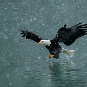 Bald Eagle (Haliaeetus leucocephalus), fliegt über Wasser im fallenen Schnee. Kachemak-Bay, Alaska/USA, Februar Bald Eagle (Haliaeetus leucocephalus), fliegt über Wasser im fallenen Schnee. Kachemak-Bay, Alaska/USA, Februar