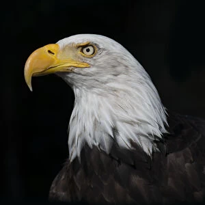 Bald Eagle (Haliaeetus leucocephalus) portrait, captive