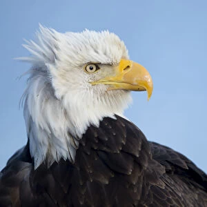 Bald eagle (Haliaeetus leucocephalus) portrait, Alaska, USA, February
