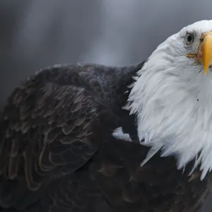 Bald Eagle (Haliaeetus leucocephalus) portrait. Southeast Alaska. December